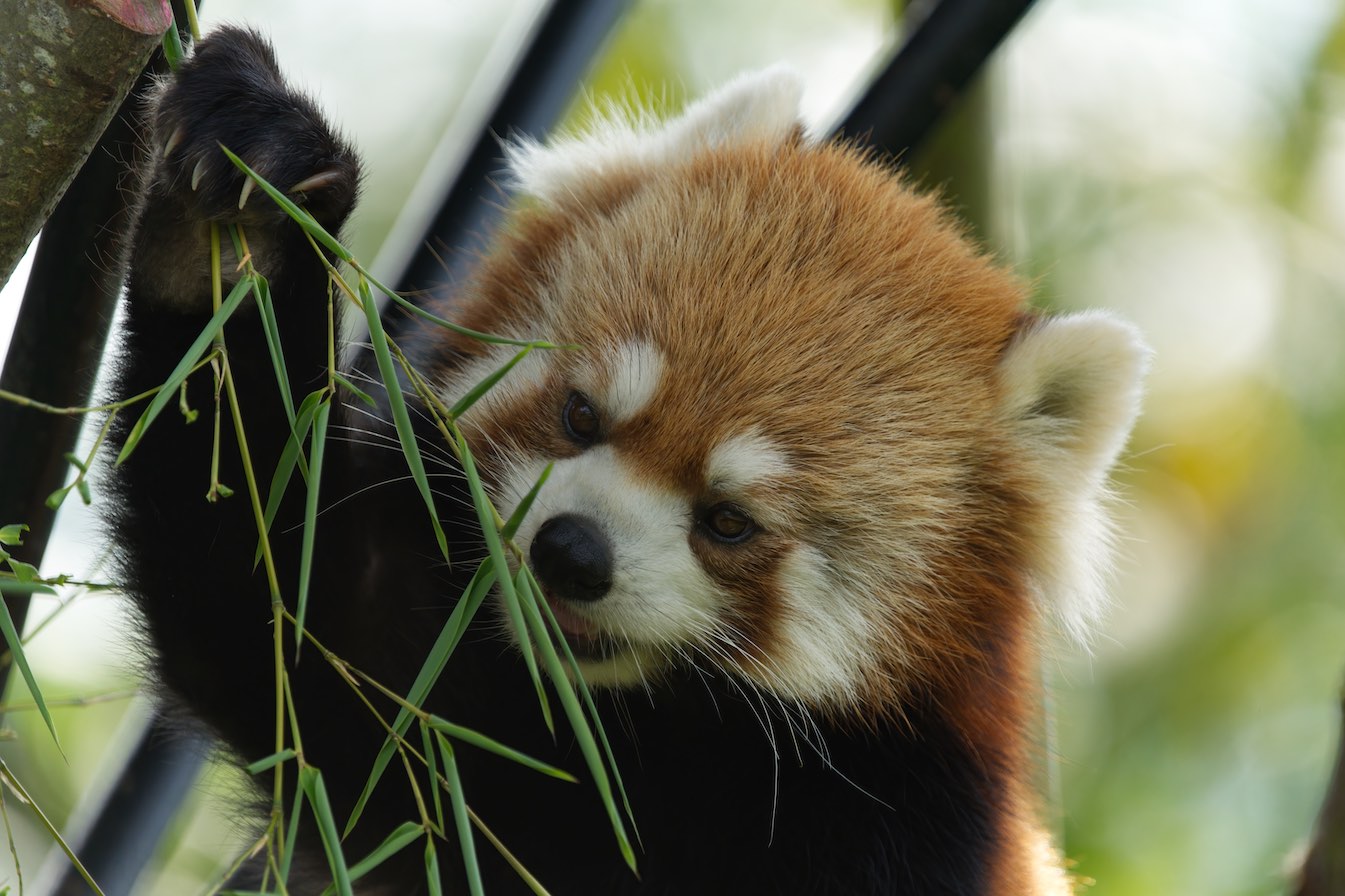 Red Panda 0811